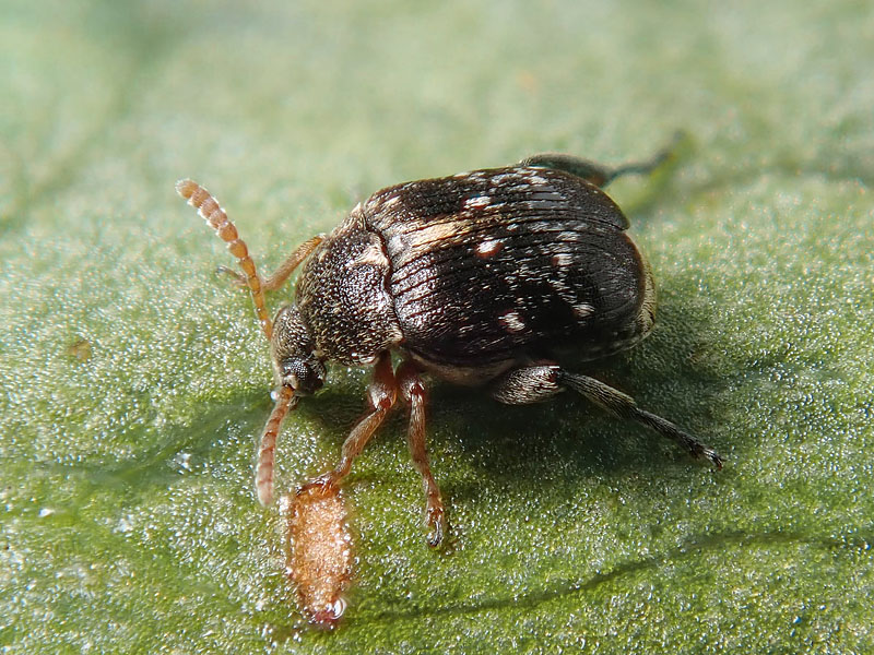 Chrysomelidae Bruchinae: Bruchus luteicornis (cfr.)